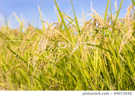 Inaho和藍天 44653648