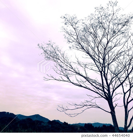 秋天天空和樹 44654040