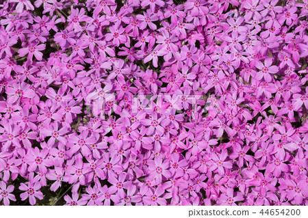 Shibazakura flowers 44654200