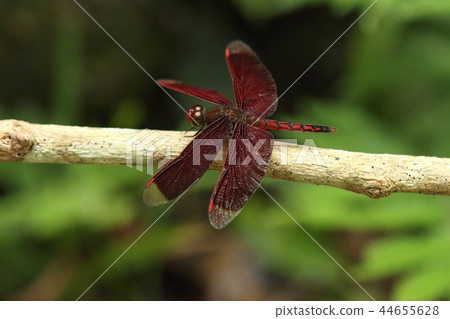 生物昆蟲Acas jibekkotombo,很多年前,當我第一次看到它飆升。現在,它是石垣島上的常見物種 生物昆蟲Acas jibekkotombo,很多年前,當我第一次看到它飆升。現在,它是石垣島上的常見物種 44655628