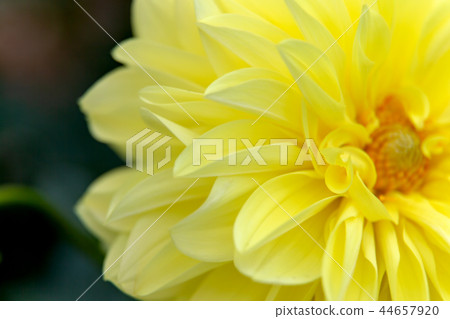 大麗花(十月秋) 大麗花(十月秋) 44657920