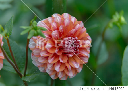 Dahlia (October Autumn) Dahlia (October Autumn) 44657921