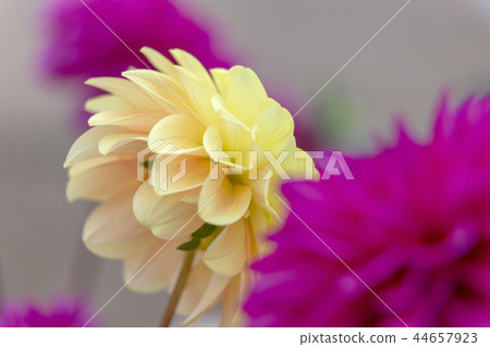 大麗花（十月秋） 44657923