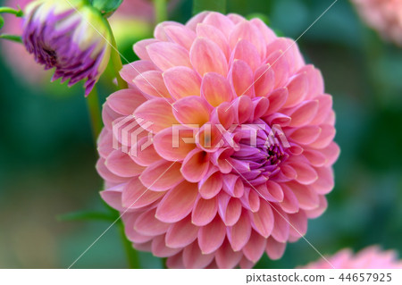 大麗花(十月秋) 大麗花(十月秋) 44657925