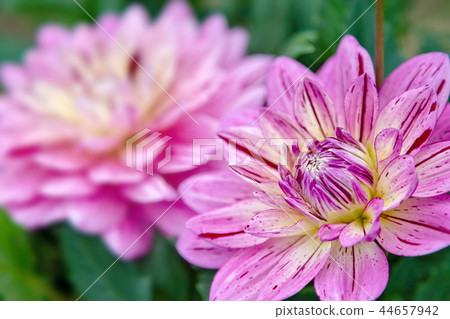 大麗花（十月秋） 44657942