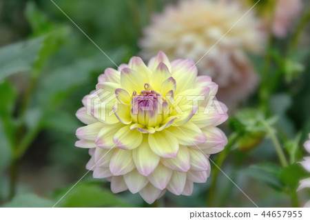 Dahlia (October Autumn) 44657955