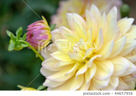 大麗花（十月秋） 44657956