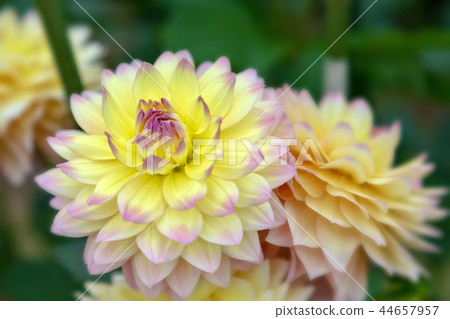 大麗花（十月秋） 44657957