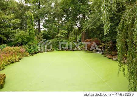 Japanese garden Japanese garden 44658229