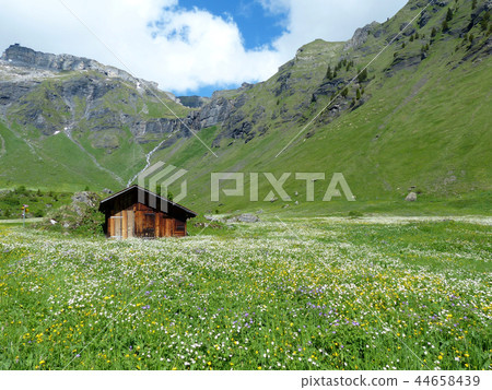 Flower Valley Blumenthal Flower Valley Blumenthal 44658439