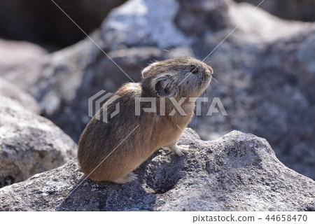 在Shibetsu湖上的“皮卡丘兔” 44658470