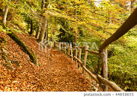 forest path with wooden fence forest path with wooden fence 44658655
