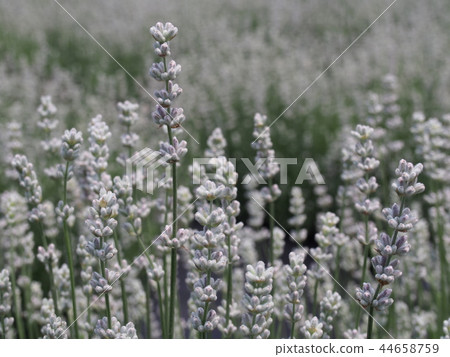 Misato Yuka Haka 44658759