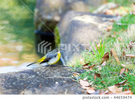 Yellowtail, wild bird, bird, little bird 44659474