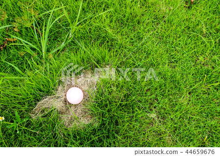 Eggs of some animals are placed on hay Eggs of some animals are placed on hay 44659676