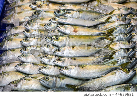 Fresh mackerel is placed a row refrigerated panel Fresh mackerel is placed a row refrigerated panel 44659681