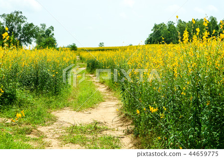 sunhemp in the valley, yellow flower in field sunhemp in the valley, yellow flower in field 44659775