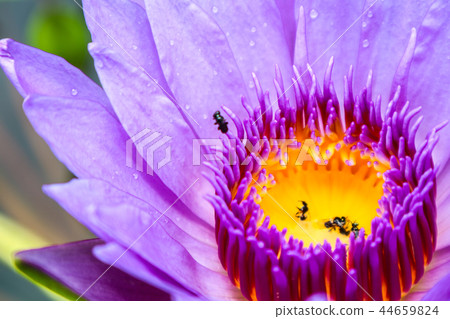 The lotus water to lure insects down to the lotus 44659824