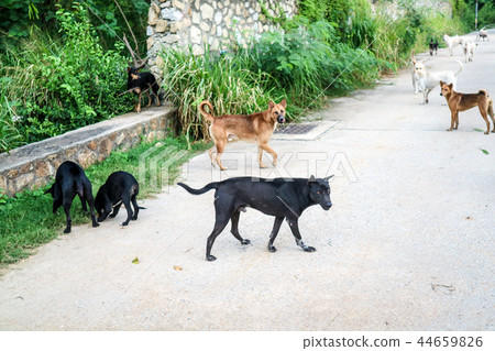 The stray dogs are waiting for food from people 44659826