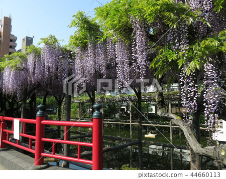 Kameido天神神社（Heirabashi和Shinji Pond）在紫藤的春天 44660113