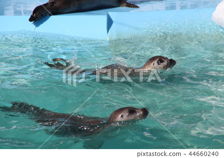 Twin seal _ Monbetsu Twin seal _ Monbetsu 44660240