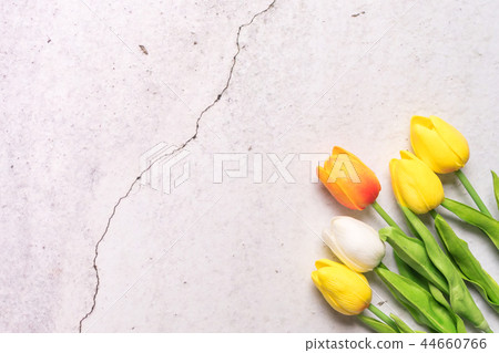 tulip flower on white cement spring background tulip flower on white cement spring background 44660766