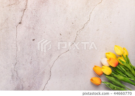 tulip flower on white cement background tulip flower on white cement background 44660770