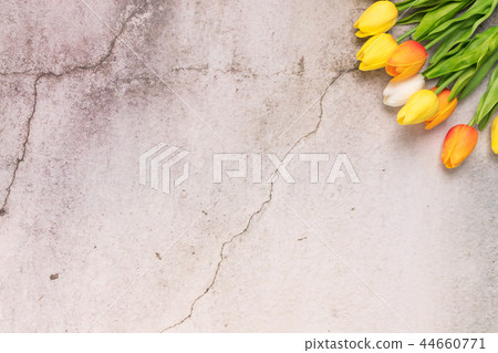 tulip flower on white cement background tulip flower on white cement background 44660771