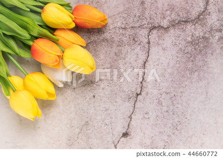 tulip flower on white cement background tulip flower on white cement background 44660772