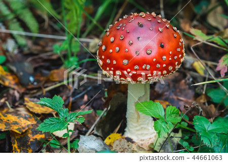 red mushroom fly agaric in the autumn forest 44661063