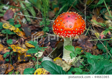 Poisonous dangerous and inedible mushroom fly agaric Poisonous dangerous and inedible mushroom fly agaric 44661065