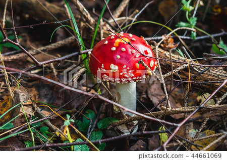 Amanita muscaria mushroom in the forest Amanita muscaria mushroom in the forest 44661069