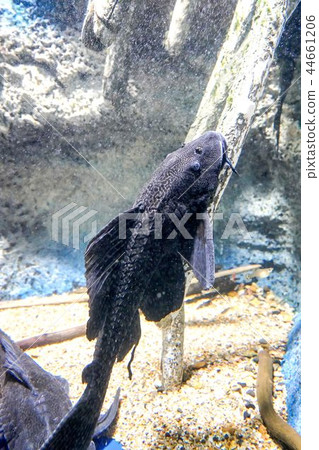Sailfin fineco 44661206