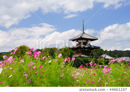 Nara Ikaruga no Sato / Fresh Autumn Hokiji 7 44661287