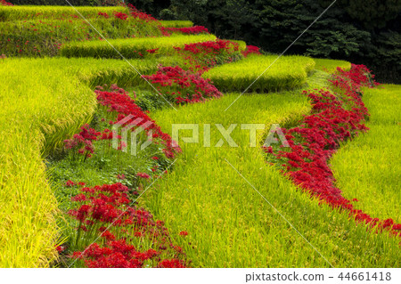 Eri山的水稻梯田 Eri山的水稻梯田 44661418