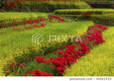 Rice terrace of Eri's mountain 44661419