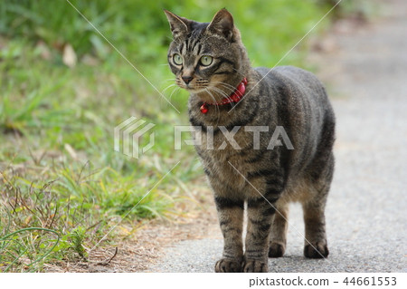 What is that? ! What is that? ! 44661553