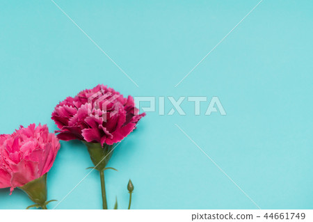 pink carnation flower, spring season concept pink carnation flower, spring season concept 44661749