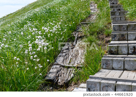 Wooden path and cotton grass near the top of Nise winding machine mountain (pre-winding machine mountain) 44661920