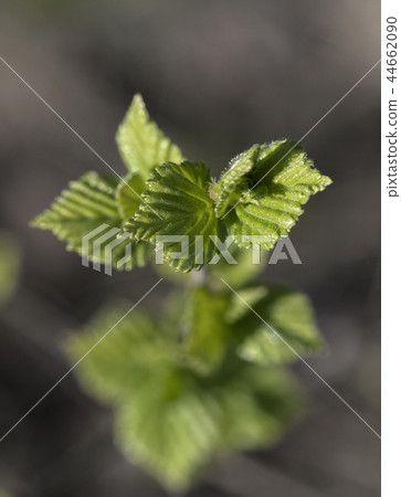 Young raspberry leaves 44662090