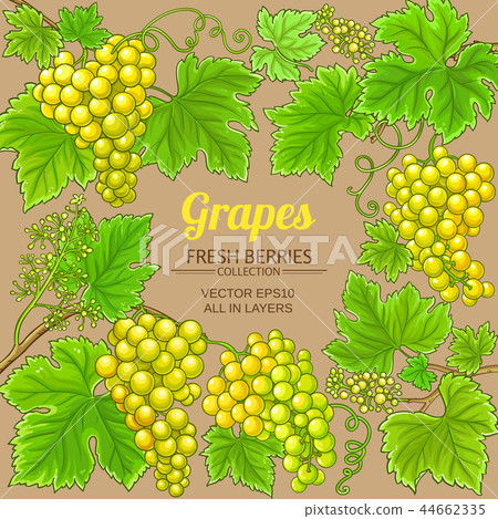 grapes vector frame grapes vector frame 44662335