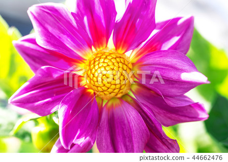 Macro photo of a red chrysanthemum flower  44662476