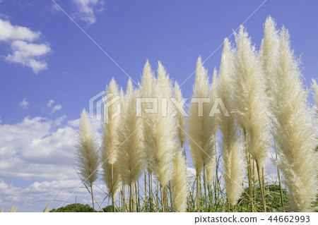 美麗的南美大草原眼鏡 44662993