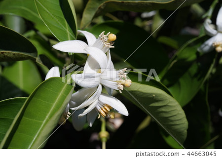 Mandarin orange flowers Mandarin orange flowers 44663045