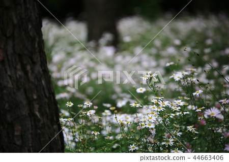 Flowers, Flower Fields, Wildflowers, Autumn Flowers, Narcissus Flowers, Flower Fields, Wildflowers, Autumn Flowers, Narcissus 44663406