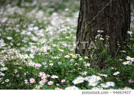 Flowers, Flower Fields, Wildflowers, Autumn Flowers, Narcissus Flowers, Flower Fields, Wildflowers, Autumn Flowers, Narcissus 44663407