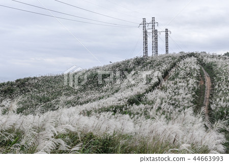 三角埔頂山三角點 44663993