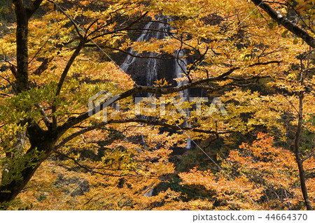 Autumn's Nanatsu Falls Autumn's Nanatsu Falls 44664370