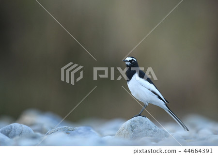 "Segro Sekirei" in the riverbank after sunset 44664391