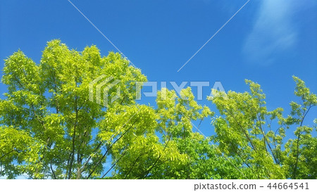 Green leaves Green leaves 44664541